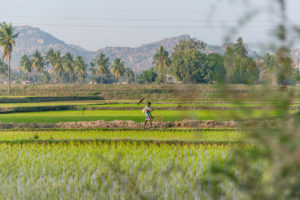 Indian boy runs through rice field Indian boy runs through rice field